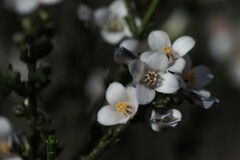 Cyanothamnus coerulescens