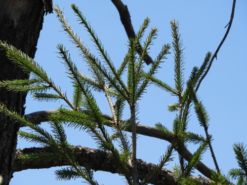 Vejar's fir (Abies vejarii)