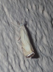 Chrysoteuchia culmella