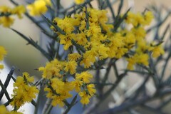 Acacia spinescens