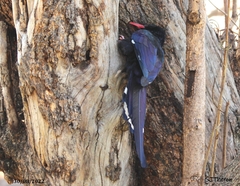 Phoeniculus purpureus