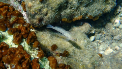 Gobius incognitus