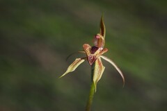 Caladenia cardiochila