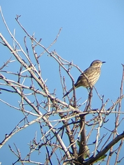 Oreoscoptes montanus