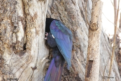 Phoeniculus purpureus