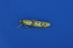 Pigritia