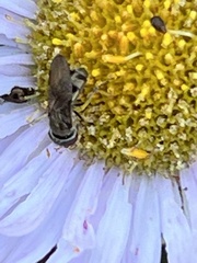 Syrphidae