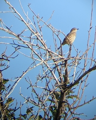 Oreoscoptes montanus