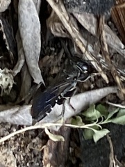 Crabroninae