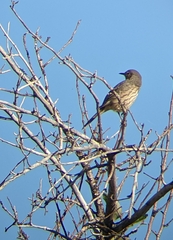 Oreoscoptes montanus