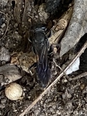 Crabroninae