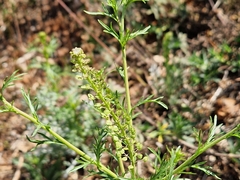 Lepidium bonariense