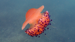 Cotylorhiza tuberculata