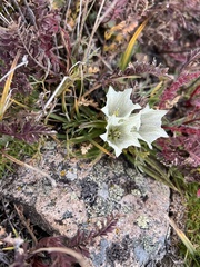 Gentiana algida