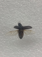 Anisodactylus binotatus