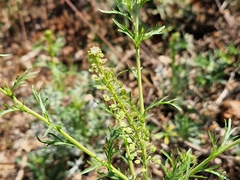 Lepidium bonariense