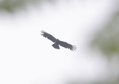 Ictinaetus malaiensis