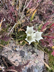 Gentiana algida