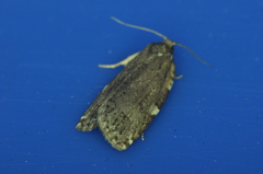 Choristoneura fumiferana