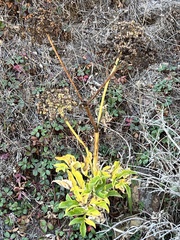 Angelica hendersonii