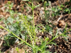 Lepidium bonariense