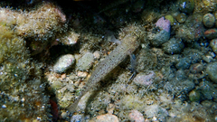 Gobius incognitus
