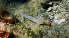 Gobius incognitus