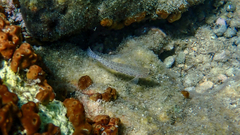 Gobius incognitus