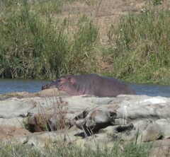 Hippopotamus amphibius