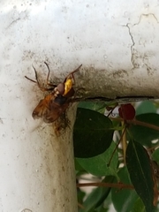 Volucella