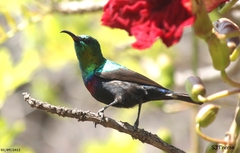 Cinnyris mariquensis