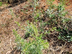 Lepidium bonariense