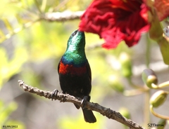 Cinnyris mariquensis