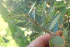 Diospyros glabra