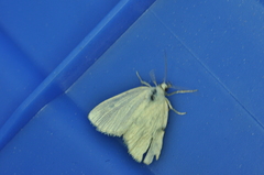 Protodeltote albidula