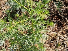 Lepidium bonariense