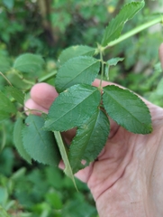 Rosa setigera