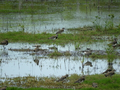 Vanellus chilensis