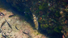 Epinephelus marginatus