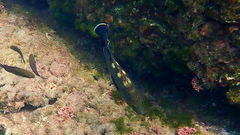 Epinephelus marginatus