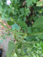 Rosa setigera