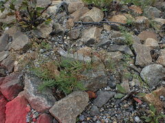 Linaria repens