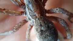 Lycosidae