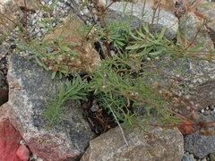 Linaria repens