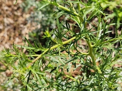 Lepidium bonariense