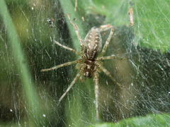 Allagelena gracilens
