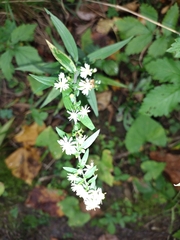 Symphyotrichum lateriflorum