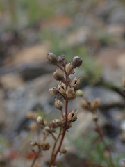 Linaria repens