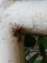 Volucella