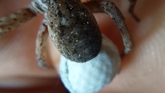 Lycosidae